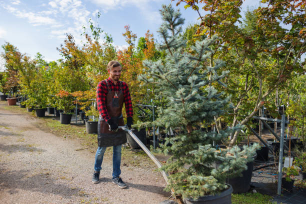 Best Tree Root Removal  in Ele, AR